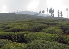 Tukday Tea Garden ST 4. edited-1